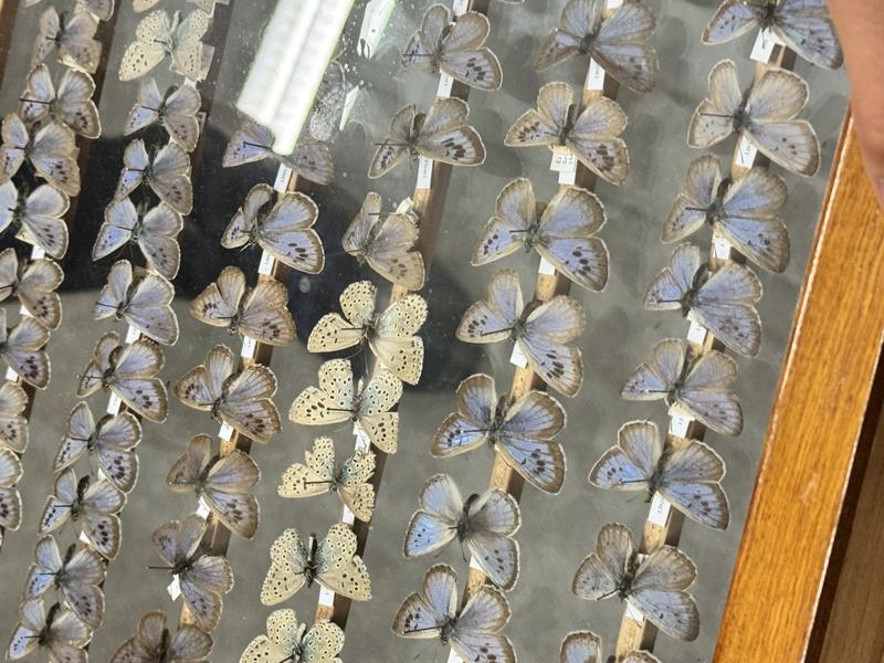 Photo of a museum display case containing pinned butterfly specimens arranged in rows, showing various species of blue butterflies (likely from the Lycaenidae family) with pale blue wings marked by dark spots, alongside cream-colored specimens with black spotted patterns, each mounted with small identification labels in a glass-topped wooden display case.